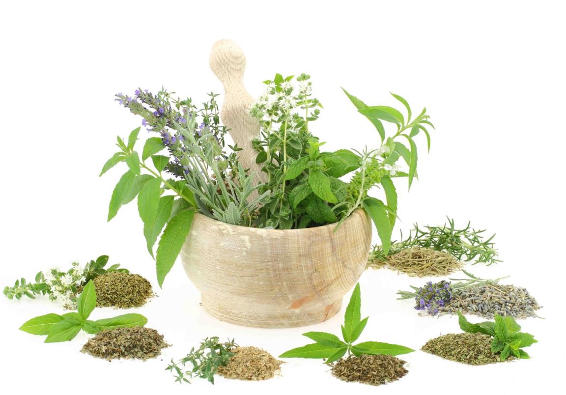 PLANTAS